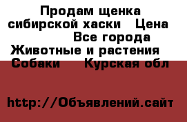 Продам щенка сибирской хаски › Цена ­ 8 000 - Все города Животные и растения » Собаки   . Курская обл.